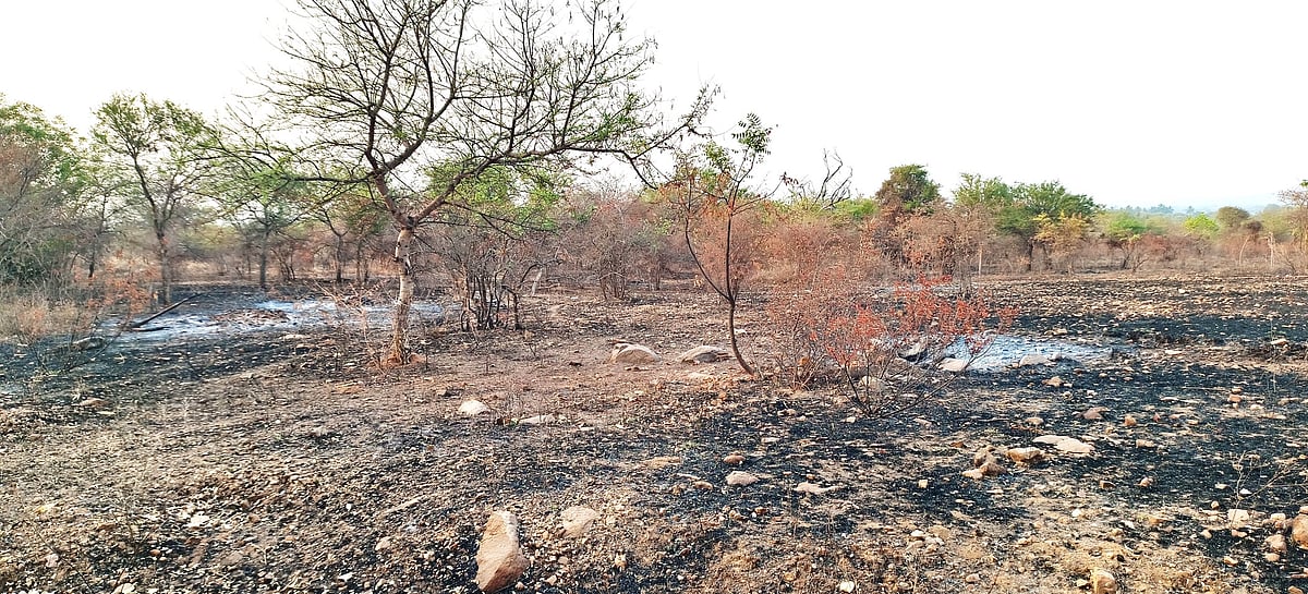 ತುಮಕೂರು | ಮೈದನಹಳ್ಳಿ ವನ್ಯಧಾಮ; ಕೃಷ್ಣಮೃಗಳು ಮಾಯ