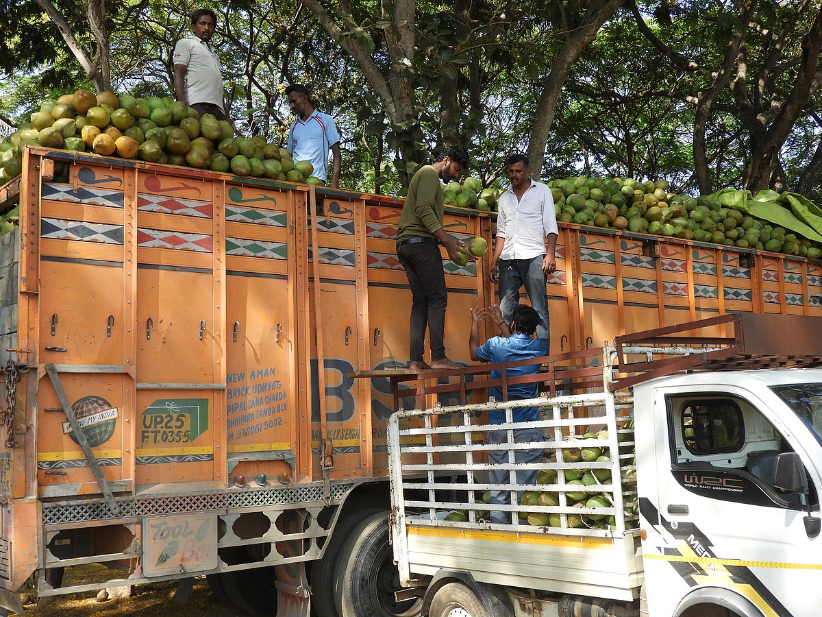 ಹಾಸನ: ತೆಂಗು ಬೆಳೆಗಾರರ ಕೈಹಿಡಿದ ಬಂಪರ್ ಬೆಲೆ