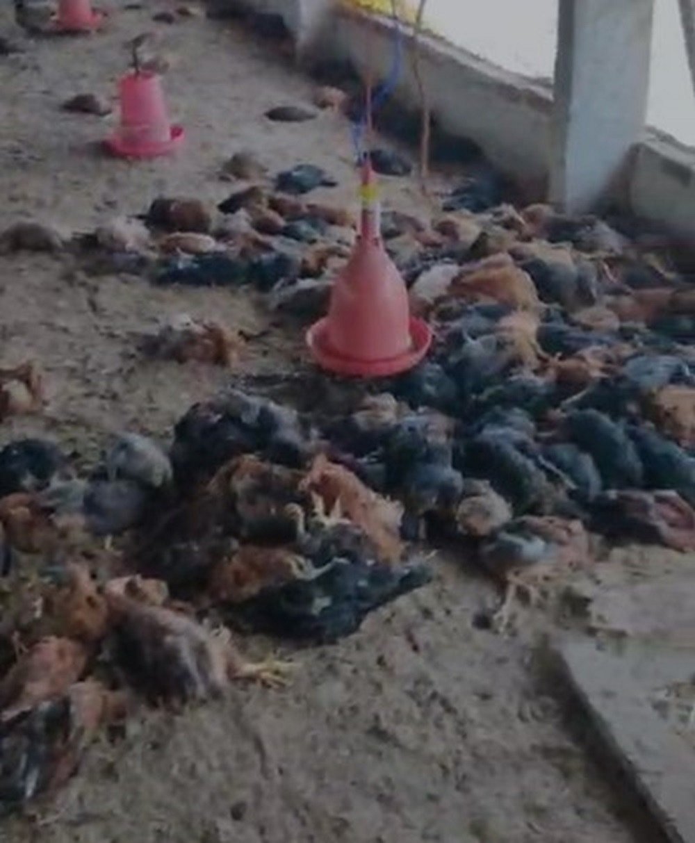 ರಾಮನಗರ | ನಾಟಿಕೋಳಿ ಫಾರಂ ಮೇಲೆ ಚಿರತೆ ದಾಳಿ; 900ಕ್ಕೂ ಹೆಚ್ಚು ಕೋಳಿ ಸಾವು