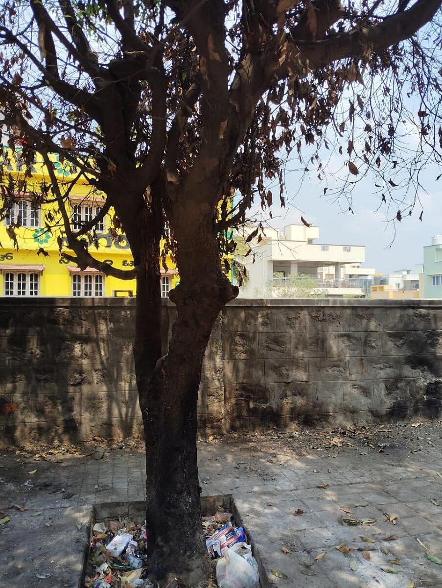 ರಾಜರಾಜೇಶ್ವರಿನಗರ: ಮರಗಳಿಗೆ ಕಿಡಿಗೇಡಿಗಳಿಂದ ಬೆಂಕಿ