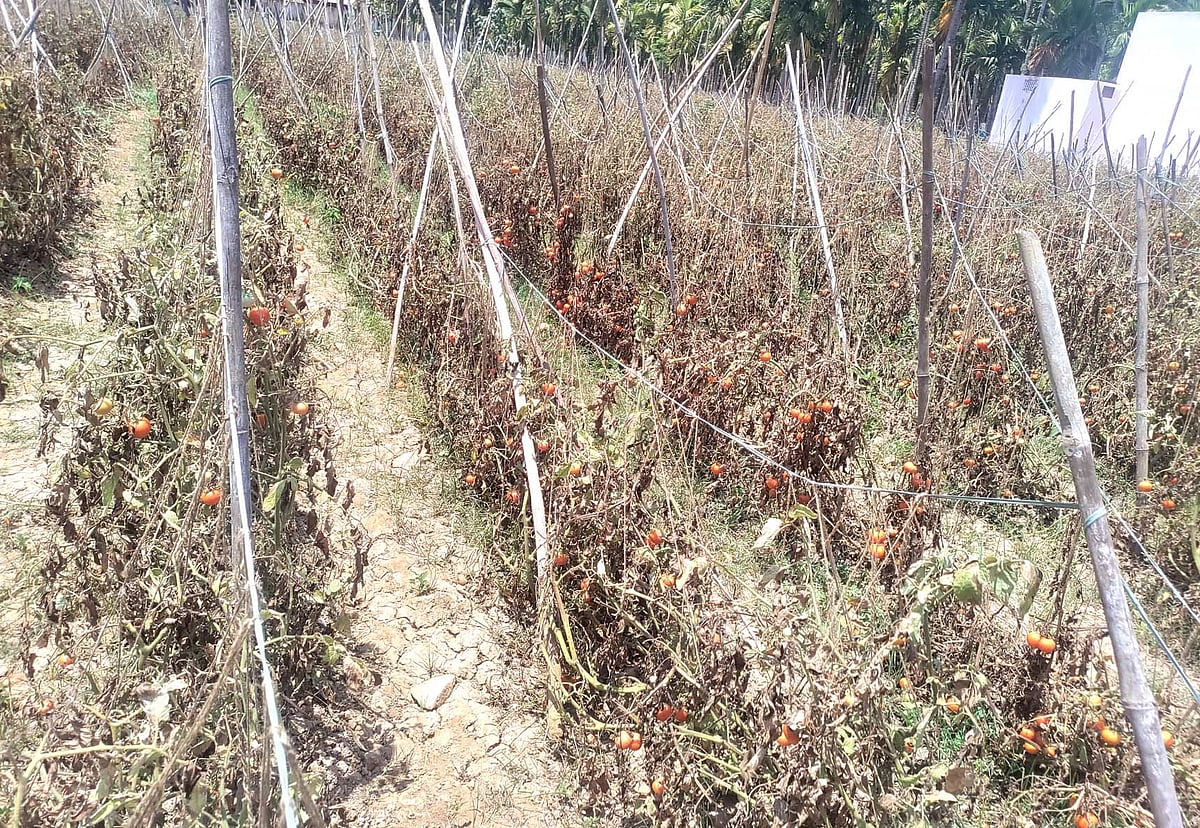 ಬಸವಾಪಟ್ಟಣ | ನೆಲ ಕಚ್ಚಿದ ಟೊಮೆಟೊ ದರ, ಕೊಯಿಲು ಮಾಡದೇ ಬಿಟ್ಟ ರೈತರು