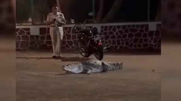 ಐಐಟಿ–ಬಾಂಬೆ ಕ್ಯಾಂಪಸ್‌ನಲ್ಲಿ ಮೊಸಳೆ ಪತ್ತೆ