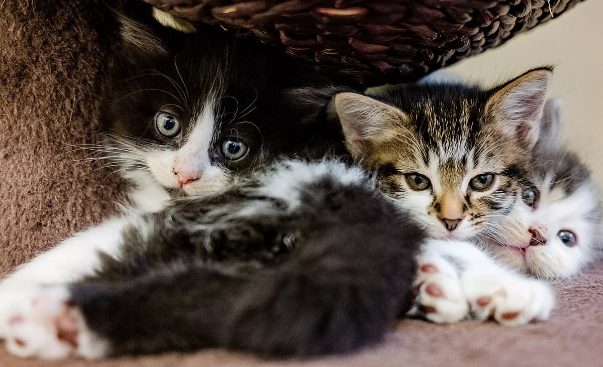 ರಾಯಚೂರು: 20 ದಿನಗಳಲ್ಲಿ 38 ಬೆಕ್ಕುಗಳ ಸಾವು