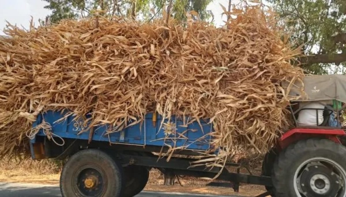 ಶಿರಸಿ: ಭತ್ತದ ಹುಲ್ಲಿನ ಜಾಗದಲ್ಲಿ ಜೋಳದ ಮೇವು 