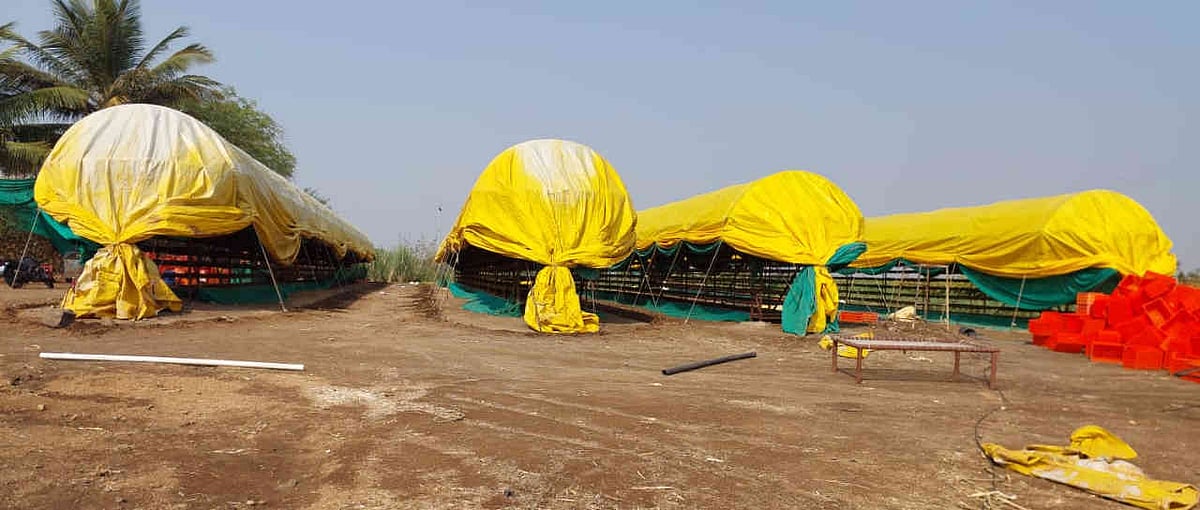 ತಿಕೋಟಾ | ಮಳೆಯಲ್ಲಿ‌ ತೊಯ್ದ ಒಣದ್ರಾಕ್ಷಿ: ರೈತರ ಆತಂಕ