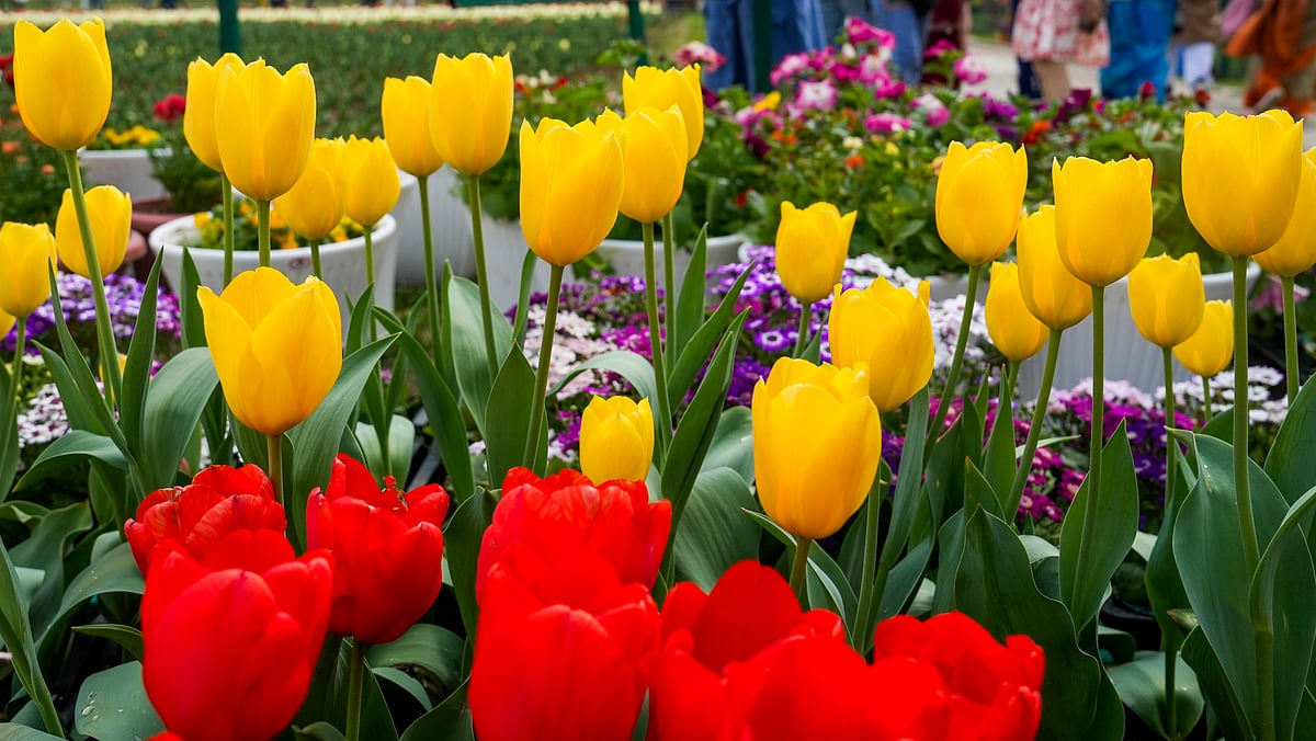 ಶ್ರೀನಗರದ ಟ್ಯುಲಿಪ್‌ ಉದ್ಯಾನ: ಸಾರ್ವಜನಿಕರ ಪ್ರವೇಶಕ್ಕೆ ಮುಕ್ತ