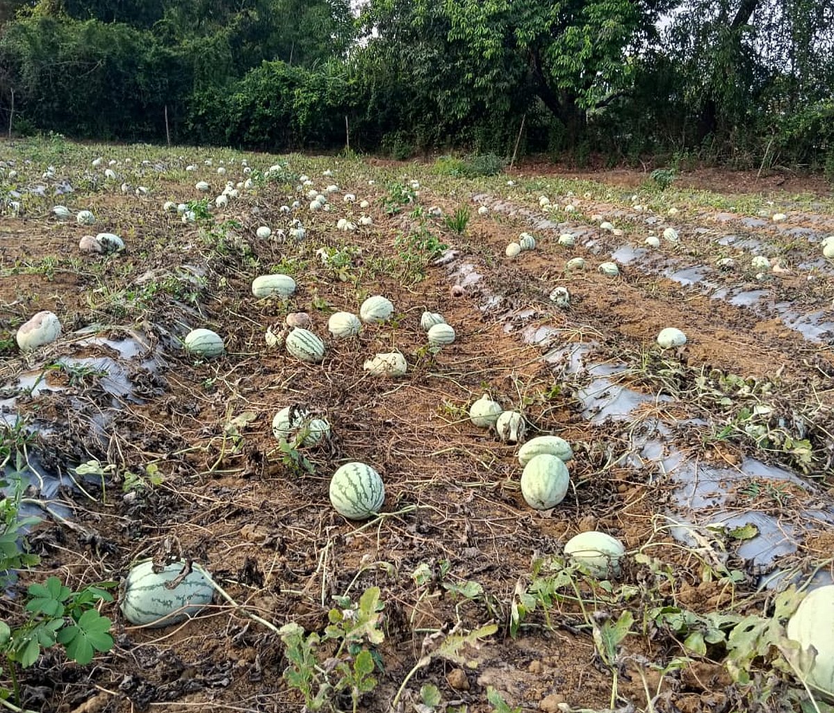 ಕಾರವಾರ | ಕಲ್ಲಂಗಡಿ ಬೆಳೆಗೆ ಬಿಸಿಲ ಆಘಾತ: ರೈತರಿಗೆ ಆತಂಕ