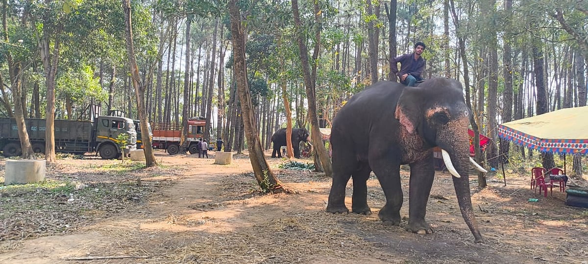 ಆನೆ ಕಾರಿಡಾರ್: ‘ಕಾಂಪಾ’ ಅನುದಾನಕ್ಕೆ ಬೇಡಿಕೆ