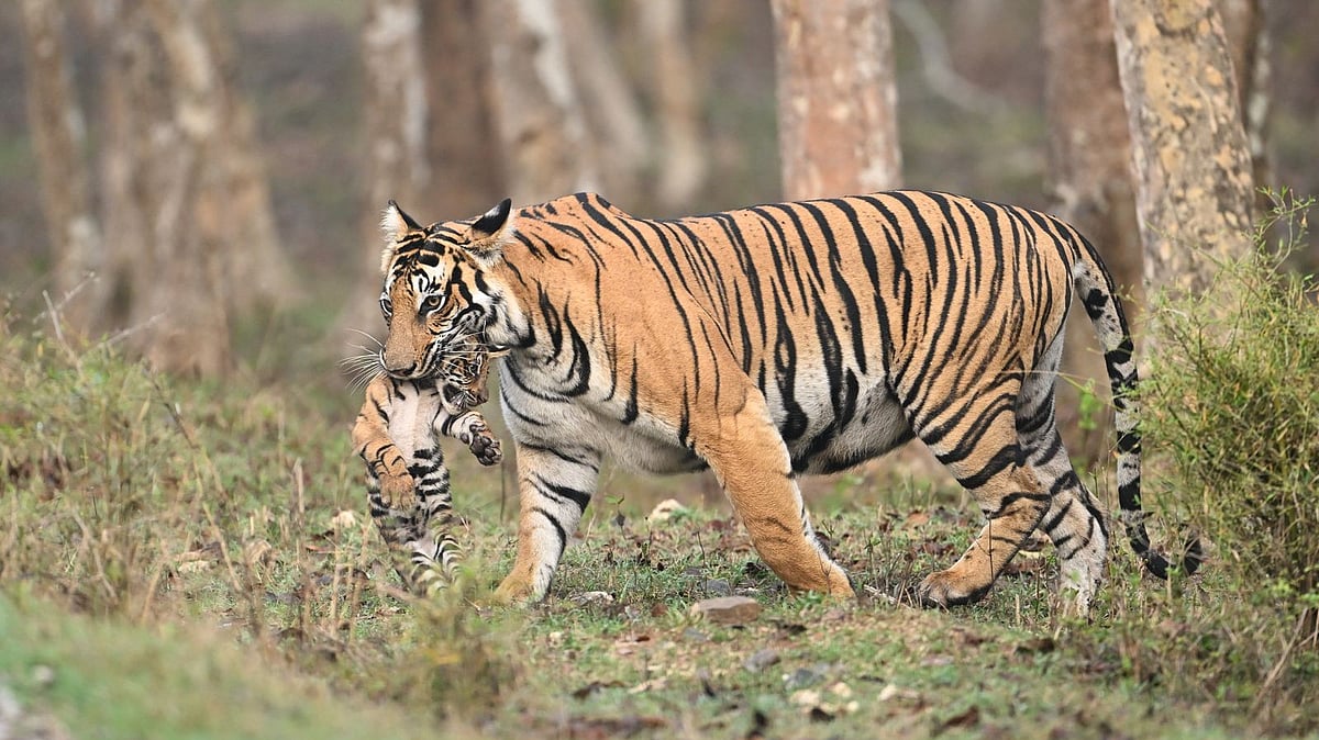 Video | ಕಬಿನಿಯಲ್ಲಿ ಮರಿಗಳೊಂದಿಗೆ ಹುಲಿ ಪ್ರತ್ಯಕ್ಷ: ಕಣ್ತುಂಬಿಕೊಂಡ ಪ್ರವಾಸಿಗರು