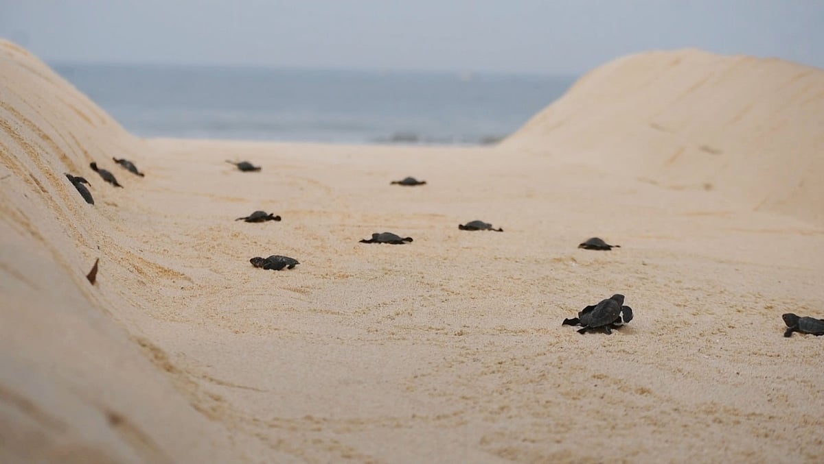 ಉಡುಪಿ: ಸಮುದ್ರ ಸೇರಿದ ಕಡಲಾಮೆ ಮರಿಗಳು