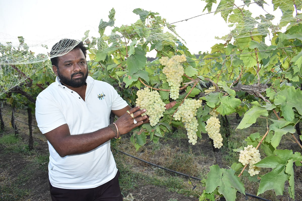 ಬಂಜರು ಭೂಮಿಯಲ್ಲಿ ದ್ರಾಕ್ಷಿ ಬೆಳೆದು ಮೂರೇ ವರ್ಷದಲ್ಲಿ ಕೋಟ್ಯಧೀಶನಾದ ರೈತ!