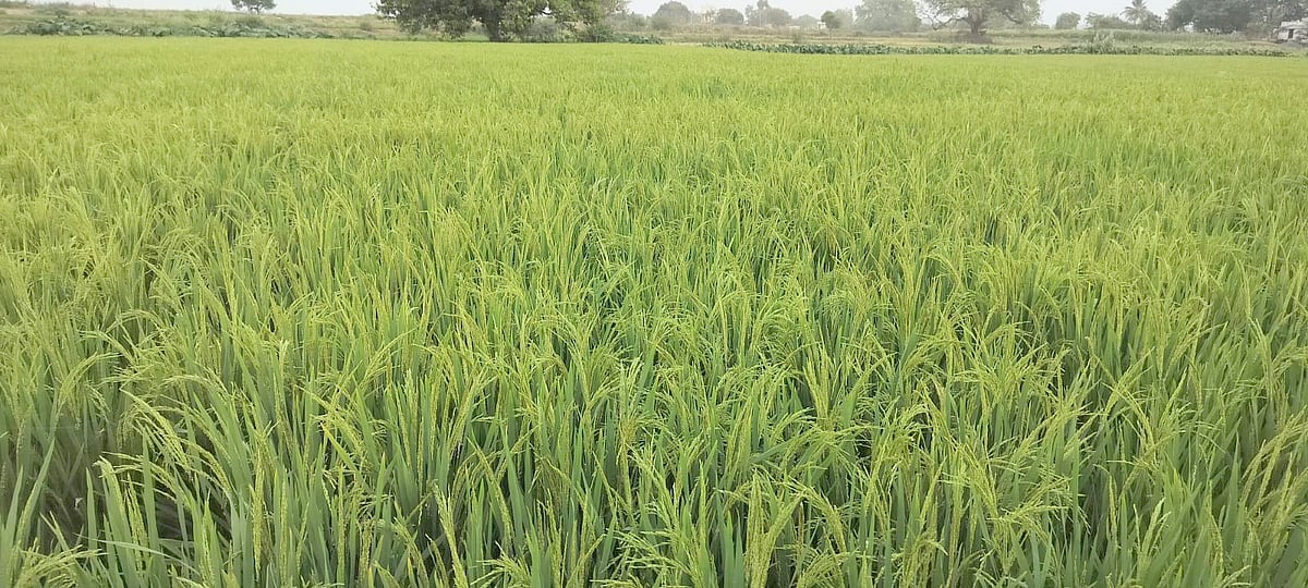 ಶಹಾಪುರ: ರಾಜಕೀಯ ತಿಕ್ಕಾಟಕ್ಕೆ ನಾಂದಿಯಾದ ಕಾಲುವೆ ನೀರು!