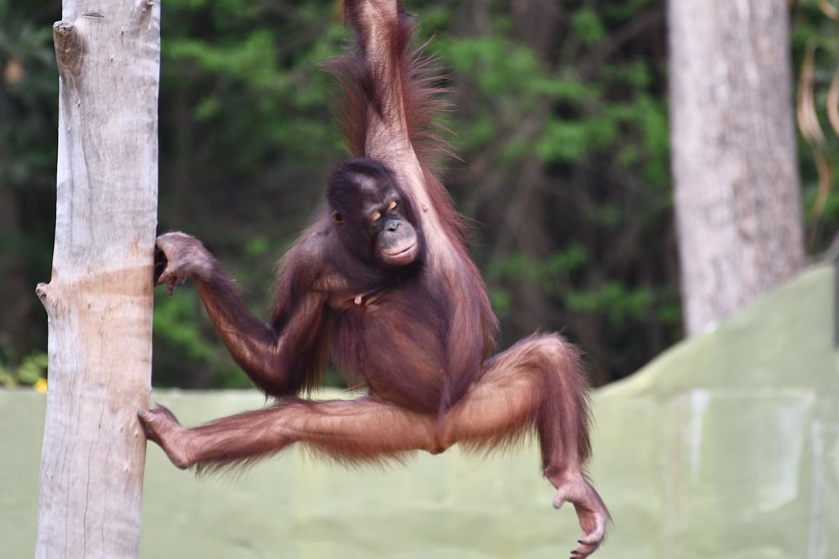 ಮೈಸೂರು ಮೃಗಾಲಯದಲ್ಲಿದ್ದ ಹೆಣ್ಣು ಒರಾಂಗೂಟಾನ್ ‘ಮಿನ್ನಿ’ ಸಾವು