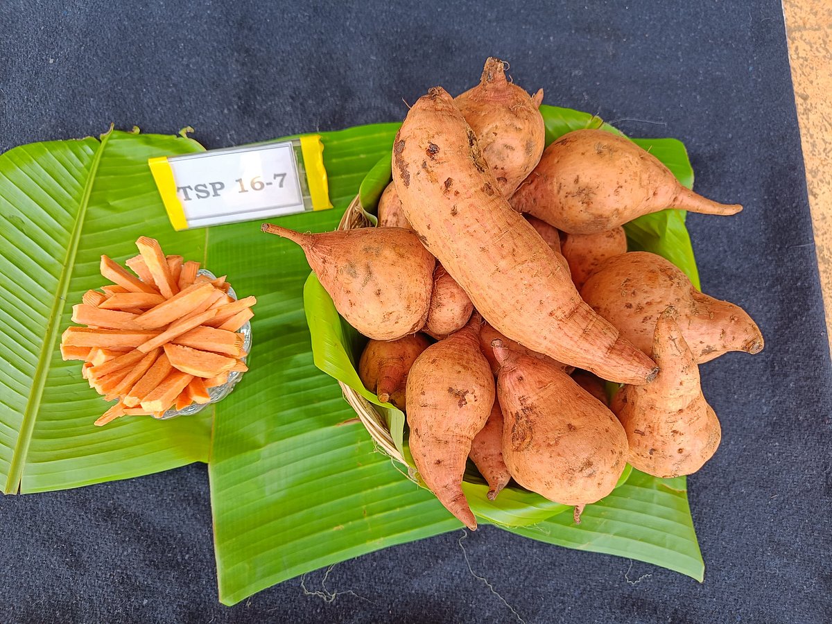 ಹುಬ್ಬಳ್ಳಿ: ಮಾರುಕಟ್ಟೆಗೆ ಗೆಡ್ಡೆ–ಗೆಣಸಿನ ಸುಧಾರಿತ ತಳಿ 