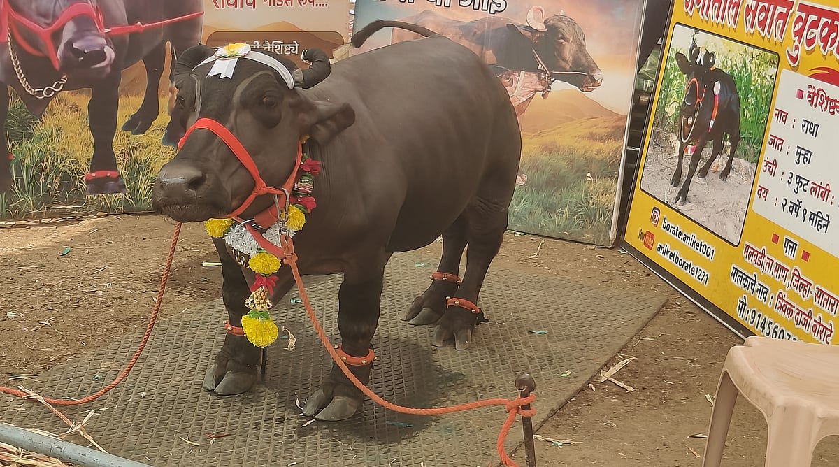 ನಿಪ್ಪಾಣಿಗೆ ಬಂದ ಕುಳ್ಳ ‘ರಾಧಾ’ ಎಮ್ಮೆ