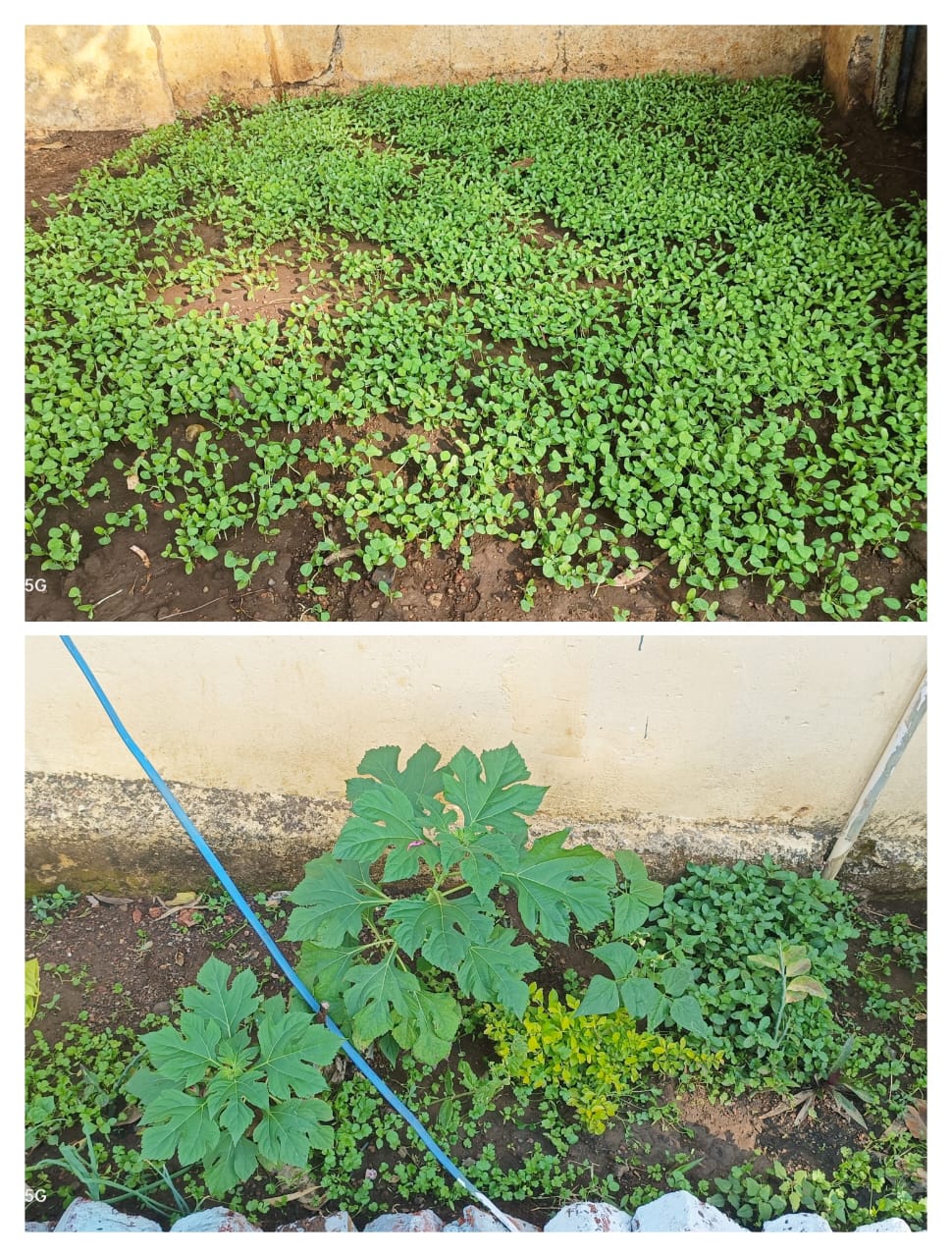 ಶಿಕ್ಷಕರ ಸ್ವಆಸಕ್ತಿಯಿಂದ ನಿರ್ಮಾಣಗೊಂಡ ಶಾಲಾ ಕೈತೋಟ