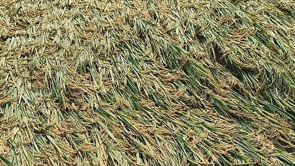 ಹುಣಸಗಿ | ಅಕಾಲಿಕ ಗಾಳಿ, ಮಳೆಗೆ ನೆಲ ಕಚ್ಚಿದ ಭತ್ತ