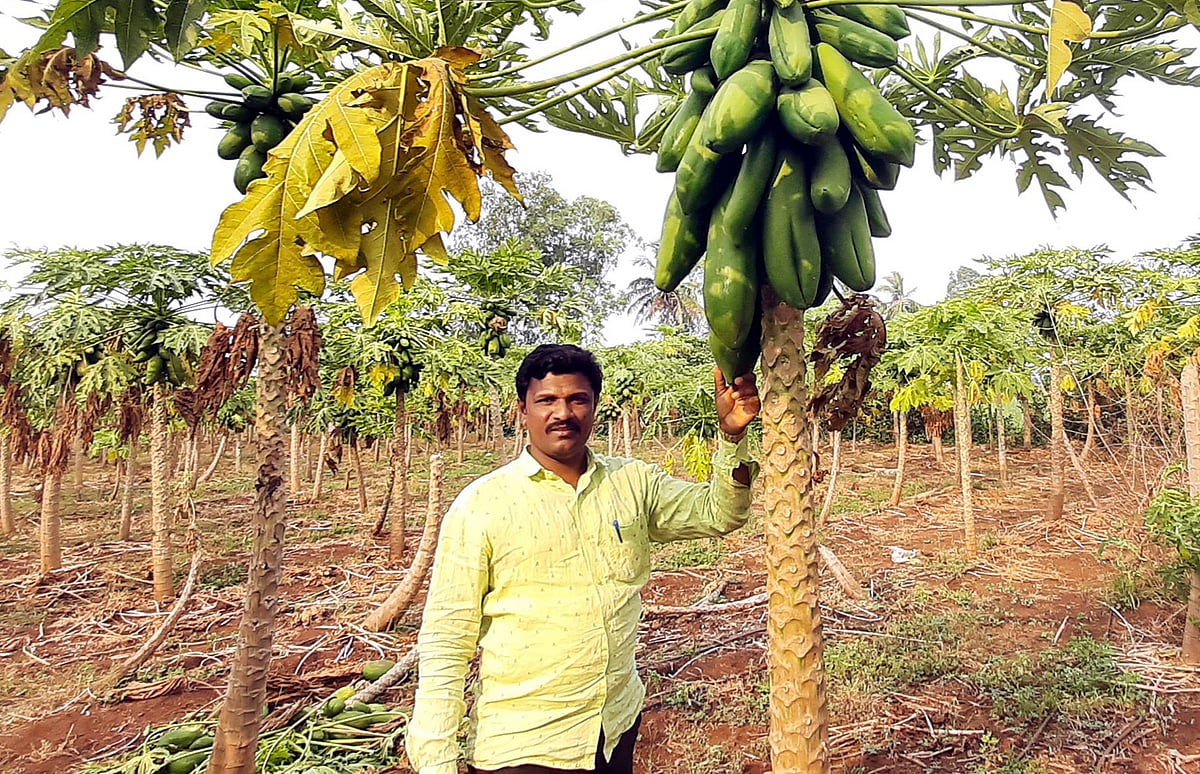 ಬಸವಕಲ್ಯಾಣ: 2 ಎಕರೆಯಲ್ಲಿ ಪಪ್ಪಾಯಿ ಬೆಳೆದು ₹16 ಲಕ್ಷ ಲಾಭ ಗಳಿಸಿದ ರೈತ!