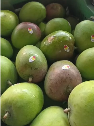 ಮಾರಾಟಕ್ಕೆ ಸಿದ್ದವಾಗಿರುವ ಮಾವು