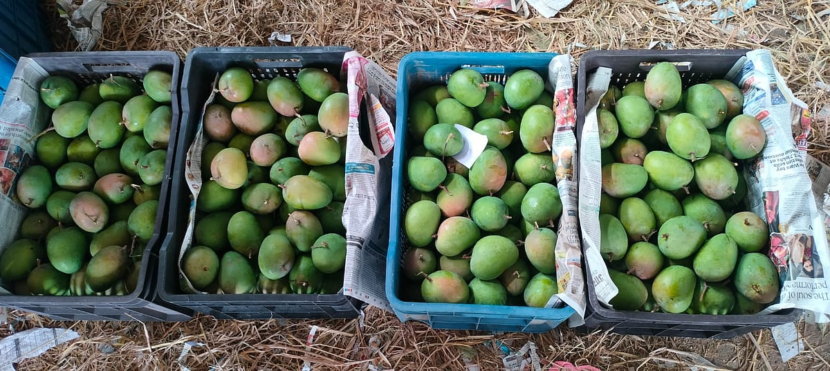 ರಾಮನಗರ | ಕೊಯ್ಲು ಆರಂಭ: ಮಂಡಿಗೆ ಬಂದ ಮಾವಿನಕಾಯಿ 