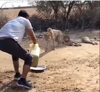 ಕುನೊ: ಚೀತಾಗಳಿಗೆ ನೀರುಣಿಸಿದ ಅರಣ್ಯ ಸಿಬ್ಬಂದಿ ವಿರುದ್ಧ ಶಿಸ್ತು ಕ್ರಮ!