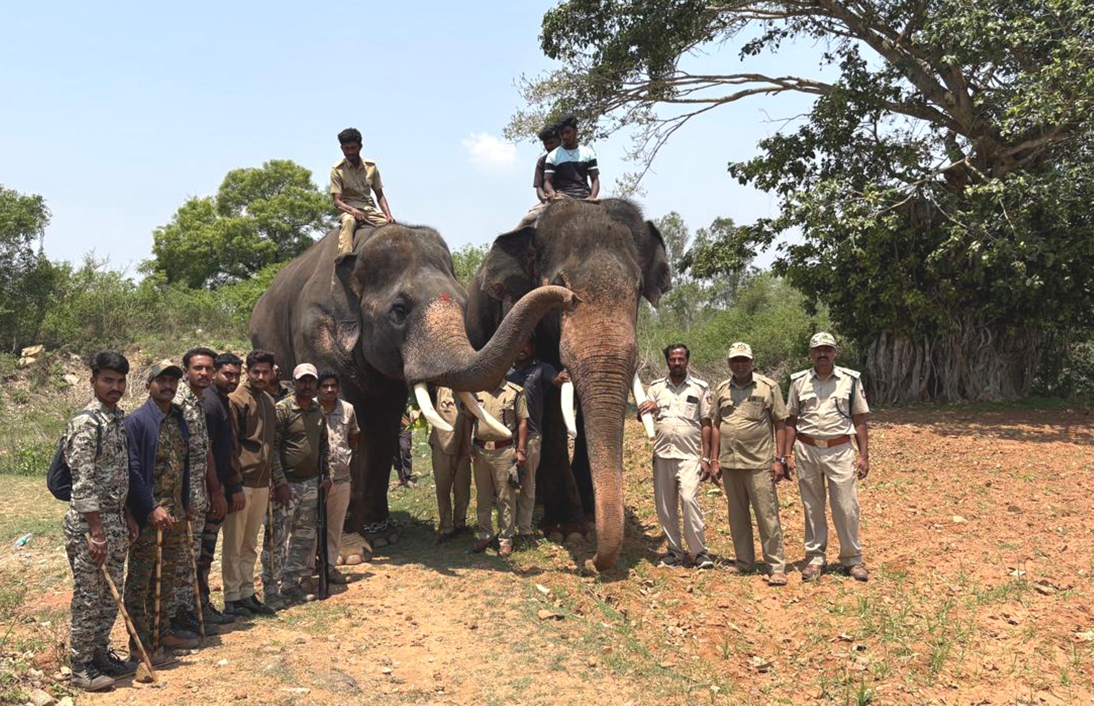 ಹುಣಸೂರು ತಾಲ್ಲೂಕಿನ ಹನಗೋಡು ಹೋಬಳಿ ಭಾಗದ ಹೈರಿಗೆ ಕೆರೆ ಅಂಗಳಕ್ಕೆ ಹೊಂದಿಕೊಂಡಿರುವ ಜಮೀನಿನಲ್ಲಿ ಅಡಗಿದ್ದ 5 ರಿಂದ6 ವರ್ಷದ ಹುಲಿ ಬಂಧನಕ್ಕೆ ಅರಣ್ಯ ಇಲಾಖೆ ಮಂಗಳವಾರ ಕೋಂಬಿಗ್ ಆಪರೇಷನ್ ಆರಂಭಿಸಿದೆ.