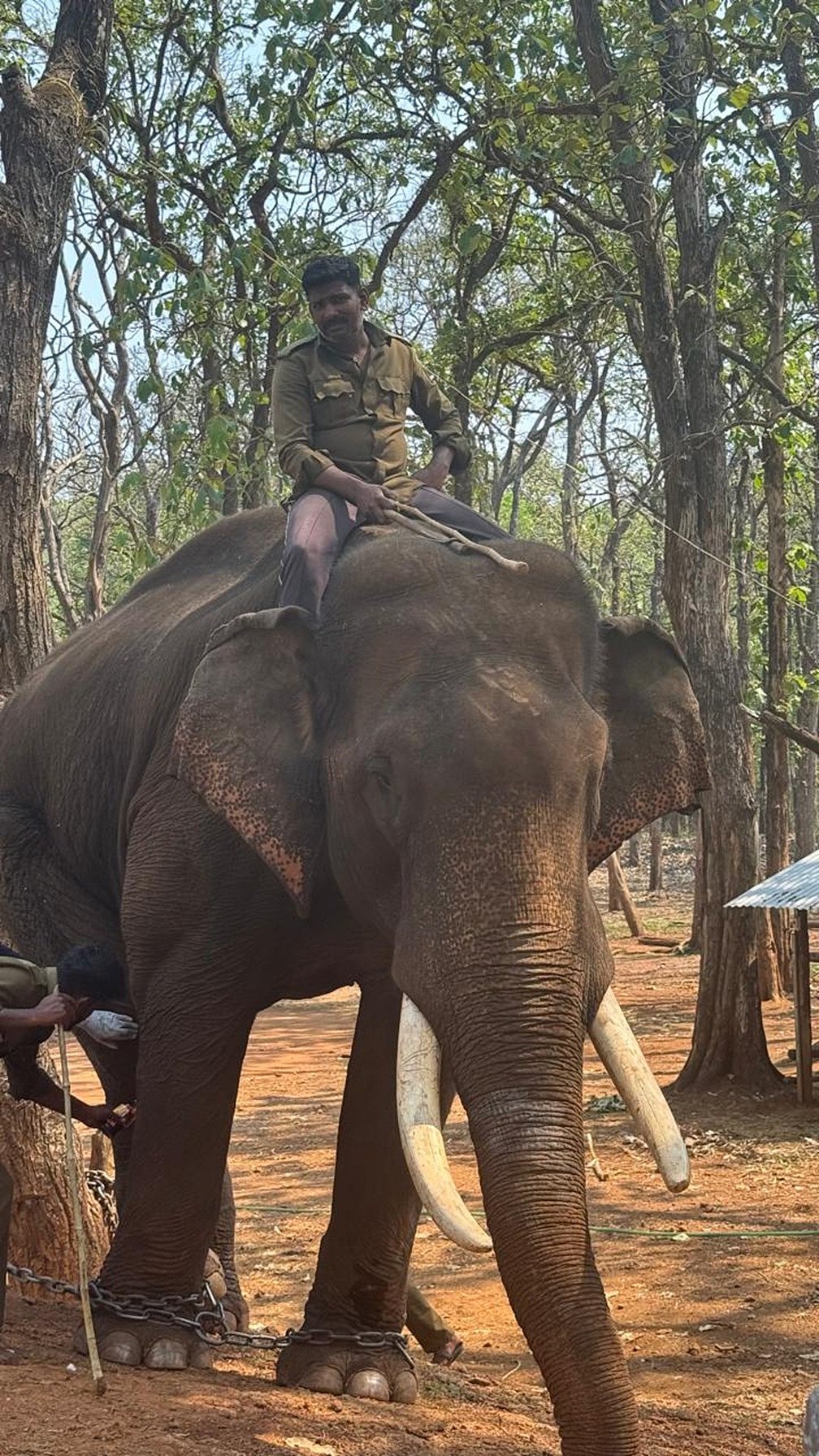 ಶಿವಮೊಗ್ಗ: ಹೆಣ್ಣಾನೆಗಳ ಸಾಂಗತ್ಯಕ್ಕಾಗಿ ಕಾಡಾನೆಗಳ ಕೀಟಲೆ!