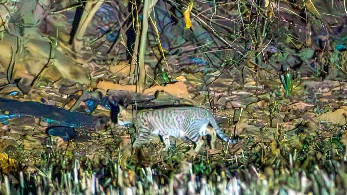 ನೆಲಮಂಗಲ ಬಳಿಯ ಮರಳುಕುಂಟೆ ಬಳಿ ಹೈಬ್ರಿಡ್ ಕಾಡು ಬೆಕ್ಕು ಪತ್ತೆ