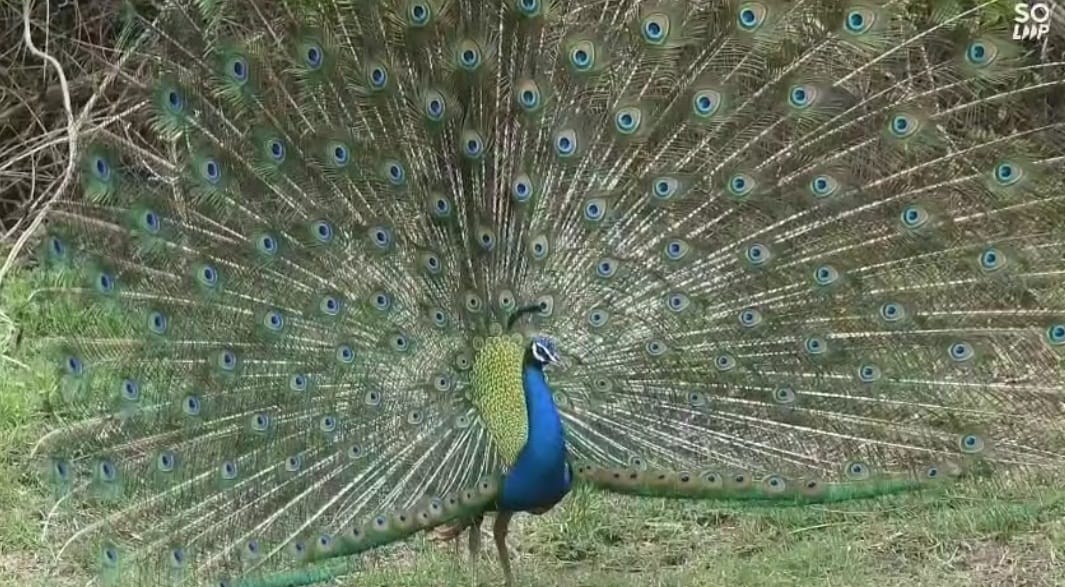ಗರಿಬಿಚ್ಚಿದ ನವಿಲು