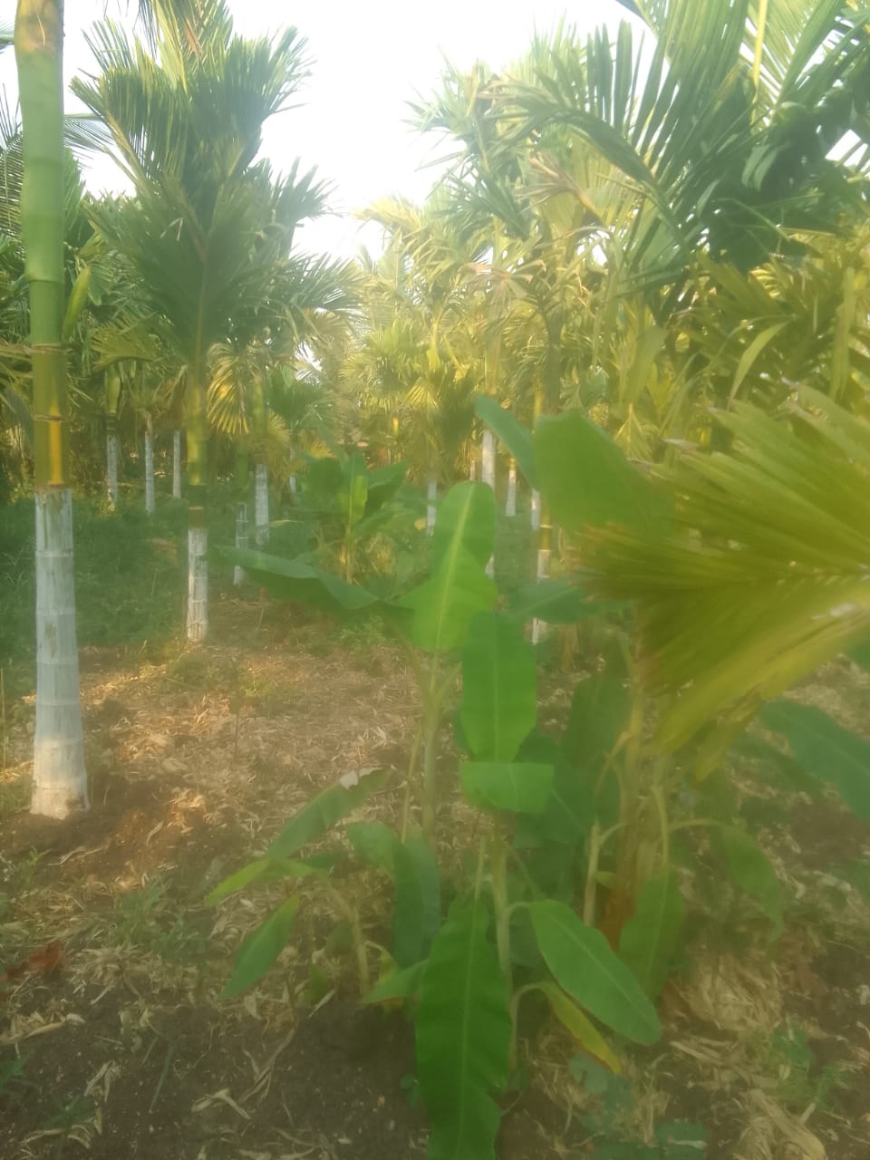 ಅಡಿಕೆ ತೋಟ