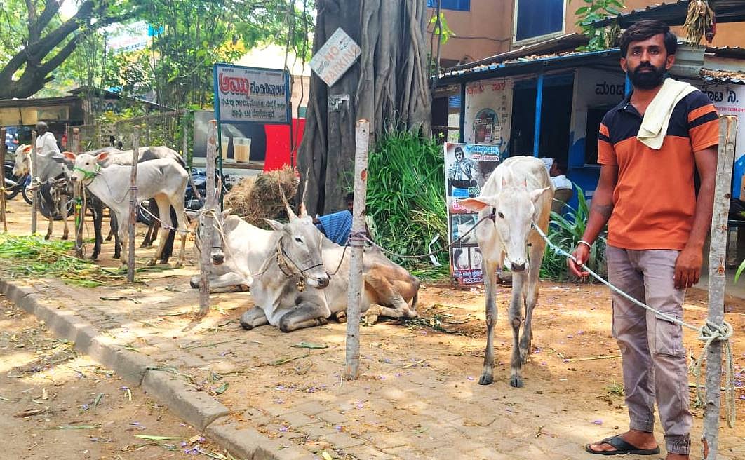 ಮದ್ದೂರಮ್ಮನ ಜಾತ್ರೆ: ಕಳೆಗಟ್ಟುತ್ತಿದೆ ದನಗಳ ಜಾತ್ರೆ