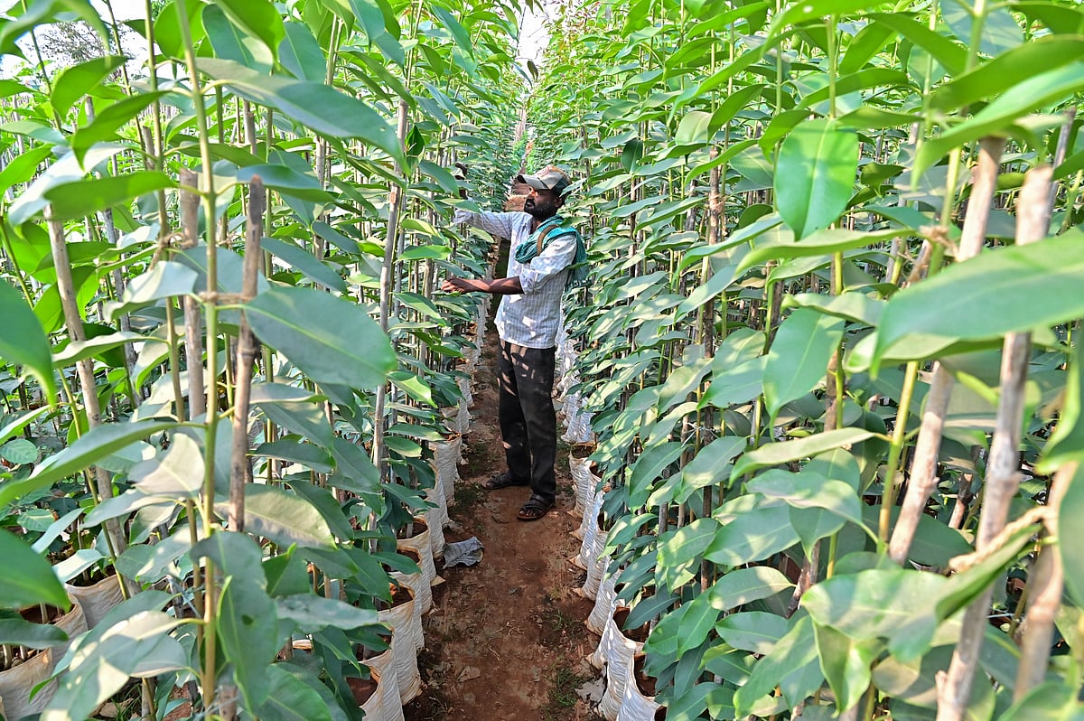 ದಾವಣಗೆರೆ: ಹೆಚ್ಚುತ್ತಿದೆ ‘ಹಸಿರ ಹೊದಿಕೆ’