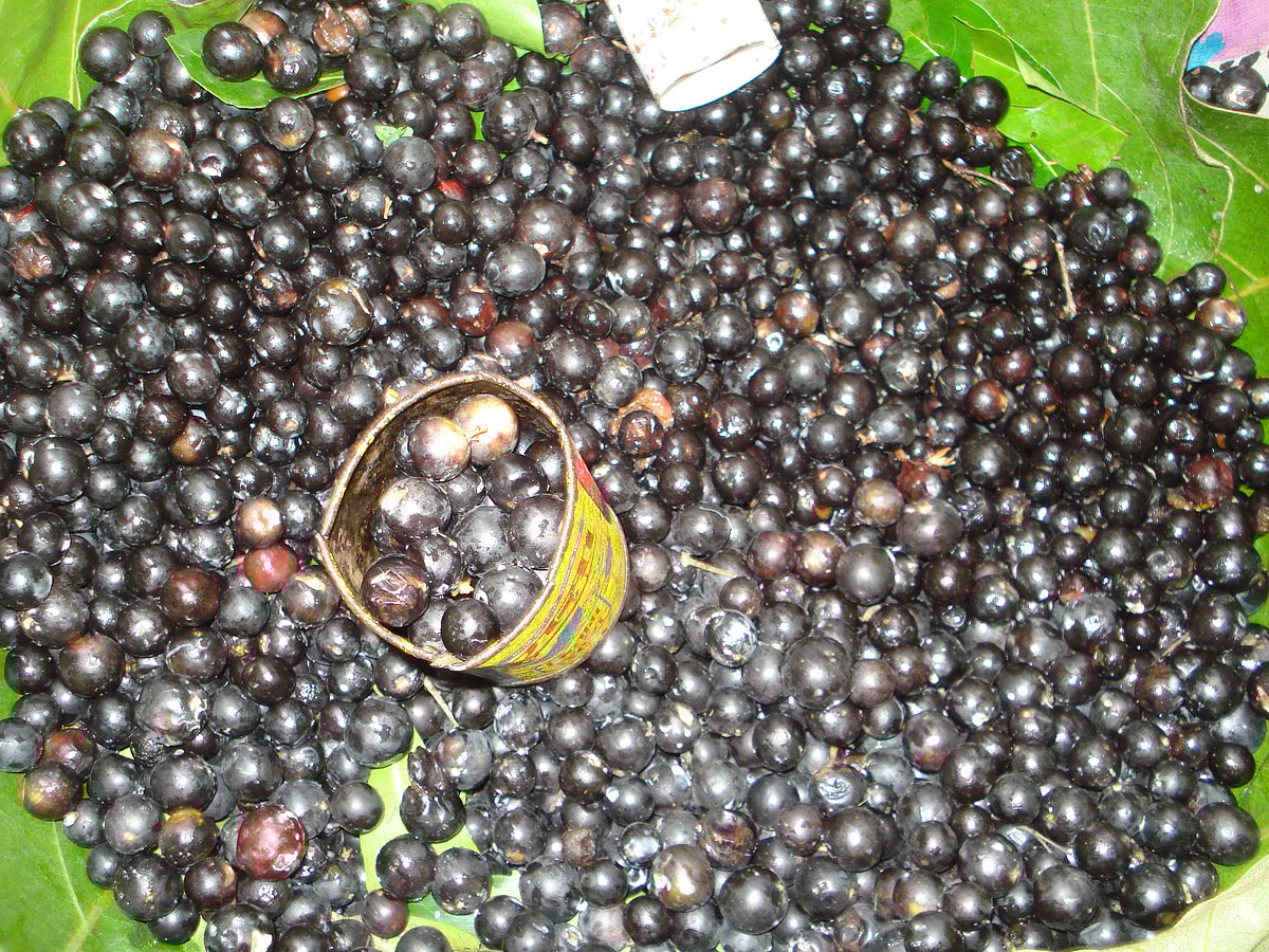  ಕಾಡುವ ಕಾಡು ಹಣ್ಣುಗಳು ರುಚಿ!