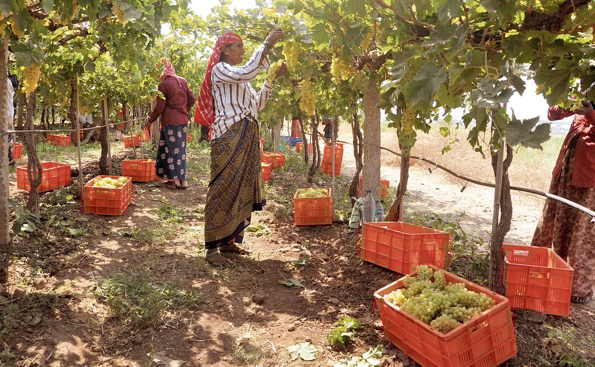 Grape Farming: ದ್ರಾಕ್ಷಿ ತೋಟದಾಗ್‌ ಏನೇನ್‌ ಕಂಡೆ... 