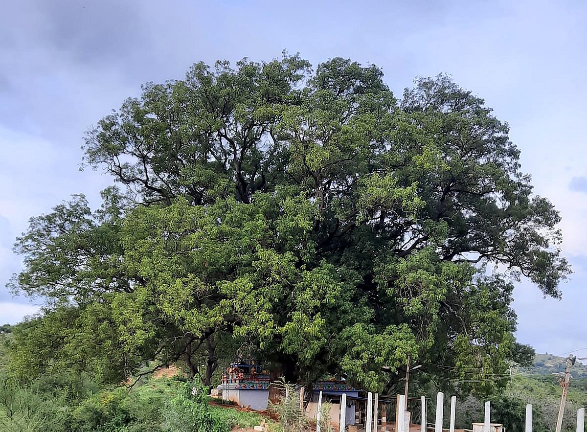 ಚಿಕ್ಕಬಳ್ಳಾಪುರ: ಬಯಲು ಸೀಮೆಯಲ್ಲೂ ಶತಮಾನಗಳ ಹಳೆಯ ಬೇವಿನ ಮರ 