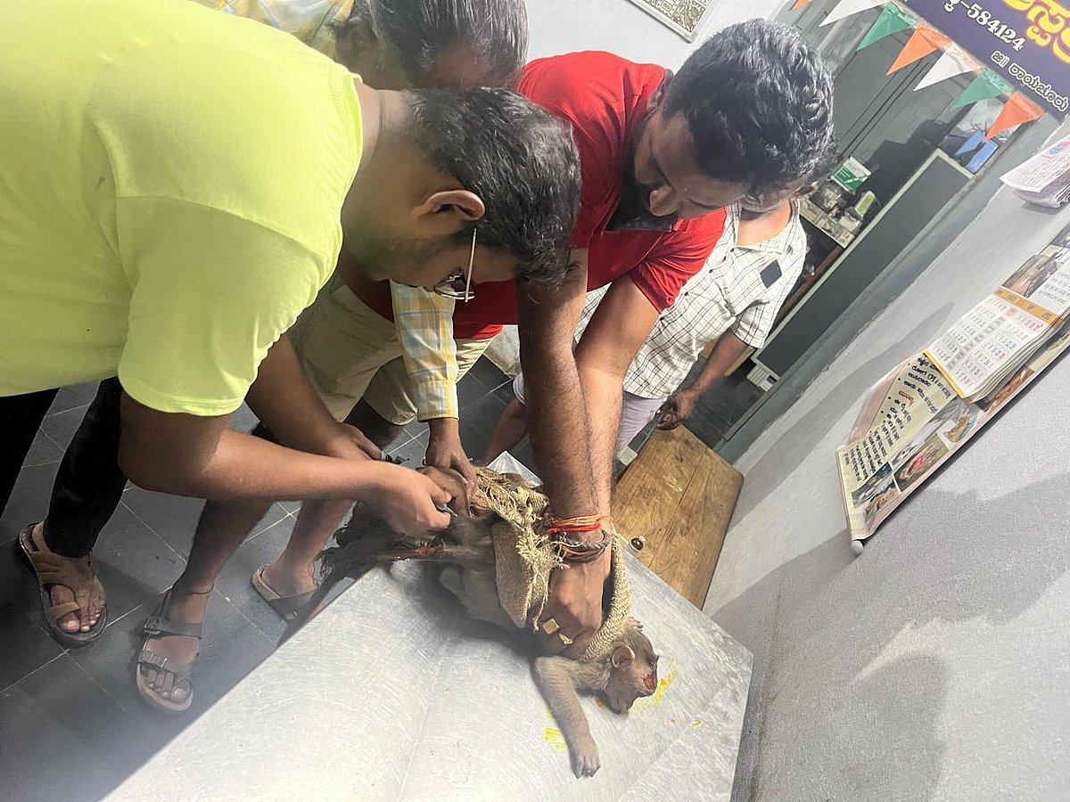 ಮಸ್ಕಿ: ವಿದ್ಯುತ್ ಅವಘಡದಿಂದ ಪಾರಾದ ವಾನರ