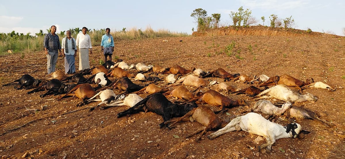 ಬಾಳೆಕೊಪ್ಪ: ಸಿಡಿಲು ಬಡಿದು 40 ಮೇಕೆ ಸಾವು