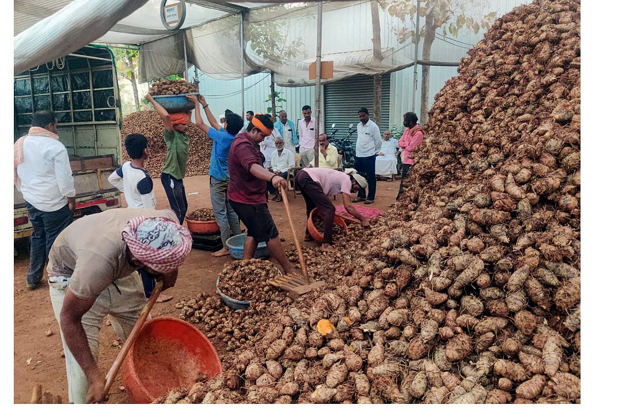 ಸಾಂಗಲಿ ಮಾರುಕಟ್ಟೆಯಲ್ಲಿ ಉತ್ತಮ ಬೆಲೆ: ಅರಿಸಿನ ಬೀಜಕ್ಕೆ ಭಾರಿ ಬೇಡಿಕೆ