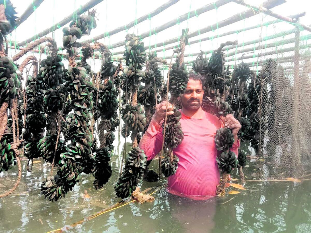 ಉಡುಪಿ: ಪಚ್ಚಿಲೆ ಕೃಷಿಯತ್ತ ಮೀನುಗಾರರ ಚಿತ್ತ