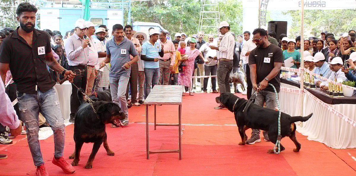 ಮಡಿಕೇರಿ: ಒಂದೇ ಕಡೆ ನೋಡಲು ಸಿಕ್ಕವು 17 ತಳಿಗಳ ಶ್ವಾನಗಳು