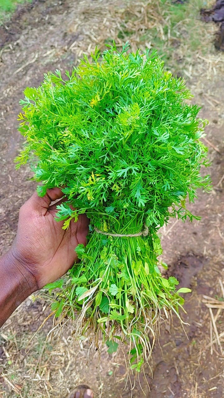 ಢವಳೇಶ್ವರ ಗ್ರಾಮದಲ್ಲಿ ರೈತ ರವಿ ಬೀರನಗಡ್ಡಿ ಬೆಳೆದ ಕೊತ್ತಂಬರಿ ಸೊಪ್ಪು