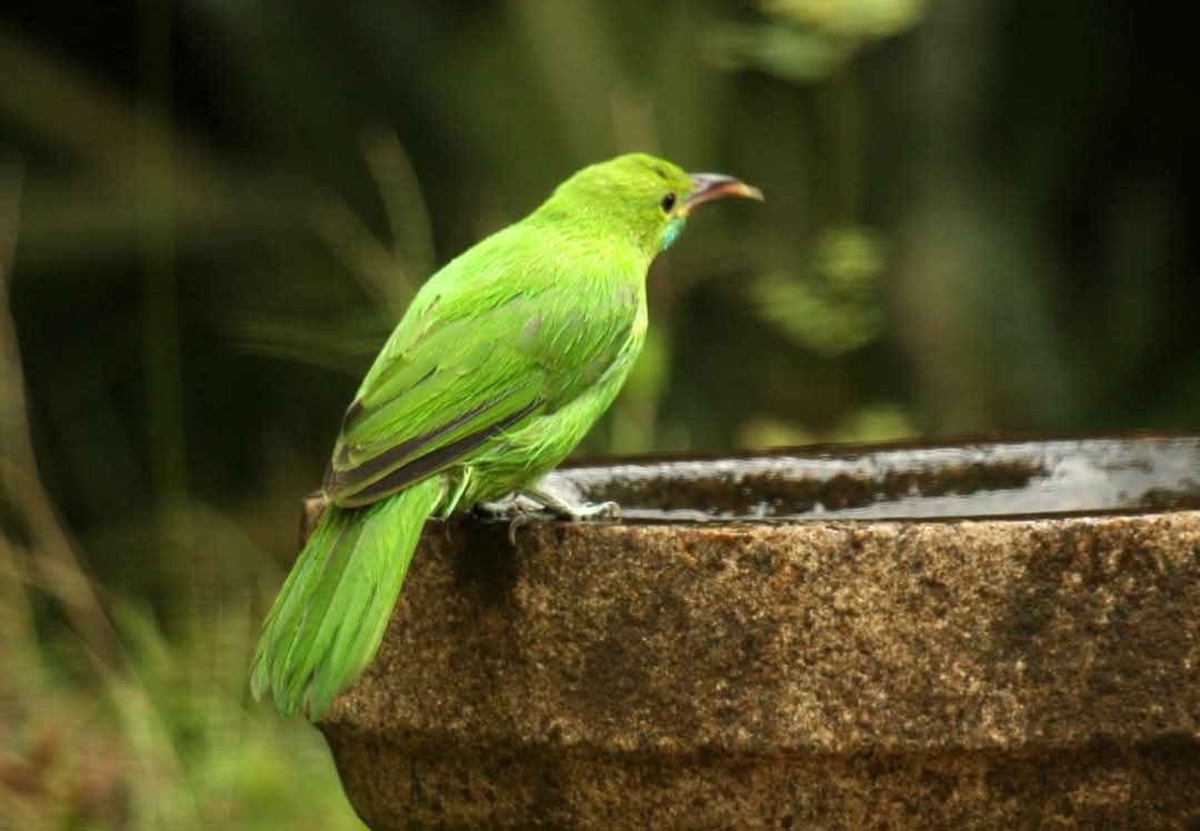 ನೀರು ಕುಡಿಯುತ್ತಿರುವ ಹಕ್ಕಿ