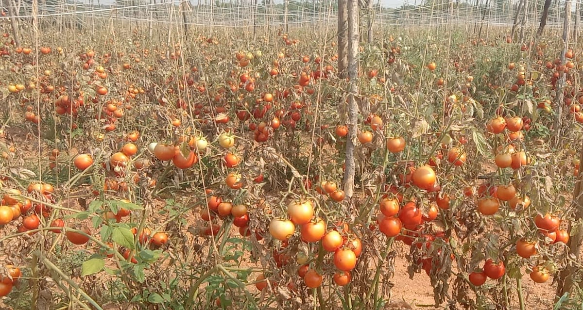 ಬೆಲೆ ಕುಸಿತ: ಹೊಲದಲ್ಲೇ ಟೊಮೆಟೊ ಬಿಟ್ಟ ಬೆಳೆಗಾರರು
