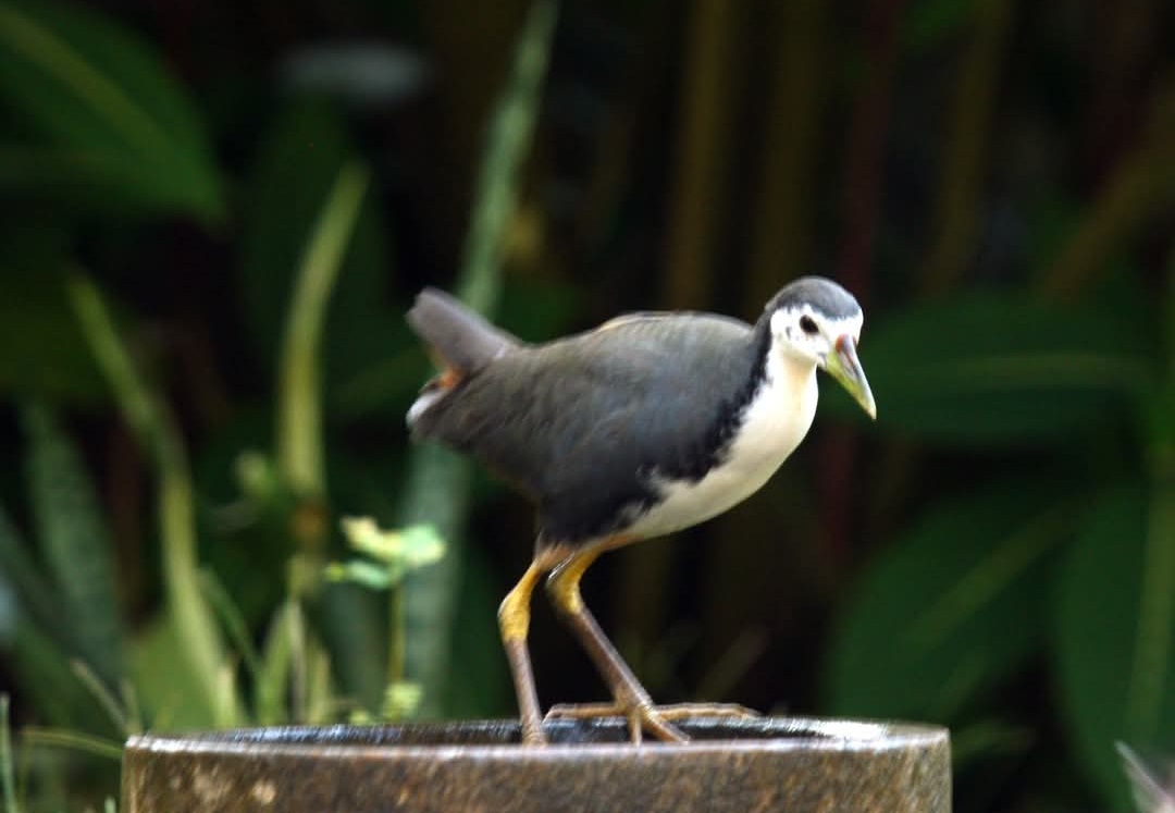 ನೀರಿನಾಸರೆ ಅರಸಿ ಬಂದ ಹಕ್ಕಿ