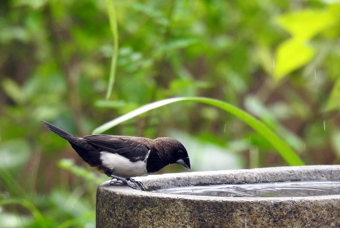ಉಡುಪಿ | ಬಿಸಿಲ ಬೇಗೆ: ಬಾನಾಡಿಗಳಿಗೂ ಬೇಕು ಜೀವಜಲ