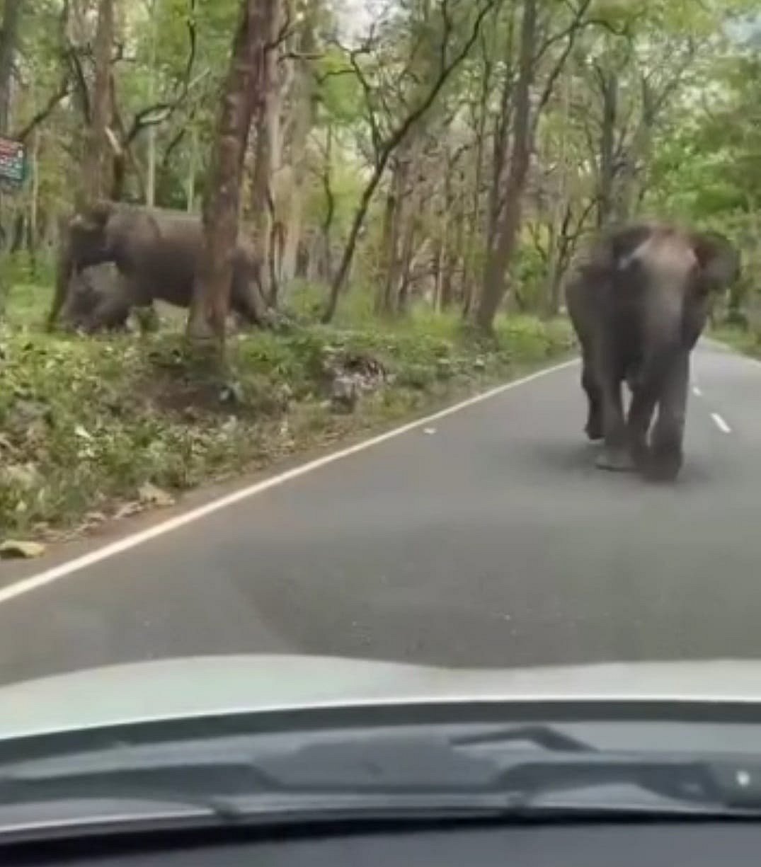 ಗುಂಡ್ಲುಪೇಟೆ | ಕಾರಿನ ಮೇಲೆ ದಾಳಿಗೆ ಯತ್ನಿಸಿದ ಆನೆ