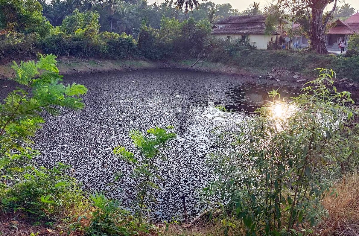 ಉಡುಪಿ: ಜೀವಜಲಕ್ಕಾಗಿ ಕೆರೆ, ಮದಗಗಳಿಗೆ ಬೇಕು ಕಾಯಕಲ್ಪ