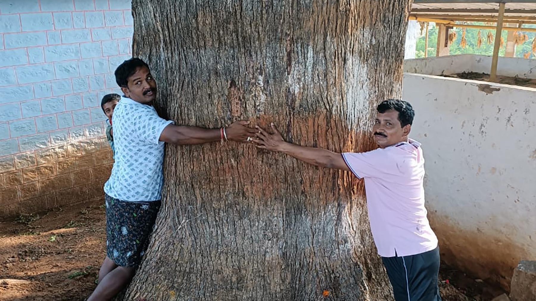 ಬೇವಿನ ಮರದ ಸುತ್ತಳತೆ ತೋರಿಸುವ ಚಿತ್ರ