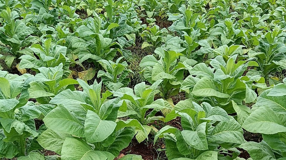 ಕರ್ನಾಟಕ ಸೇರಿ ದೇಶದ ತಂಬಾಕು ಬೆಳೆಗಾರರ ನೋಂದಣಿ ಅವಧಿ 3 ವರ್ಷಕ್ಕೆ ವಿಸ್ತರಣೆ