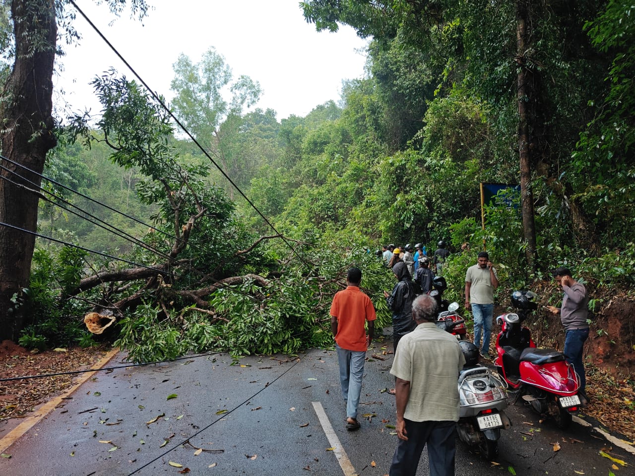 ಮೂಡುಬಿದಿರೆಯ ಬಿರಾವುನಲ್ಲಿ ವಿದ್ಯುತ್ ಕಂಬಕ್ಕೆ ಮರ ಬಿದ್ದು ಸಂಚಾರ ಸ್ಥಗಿತಗೊಂಡಿತ್ತು